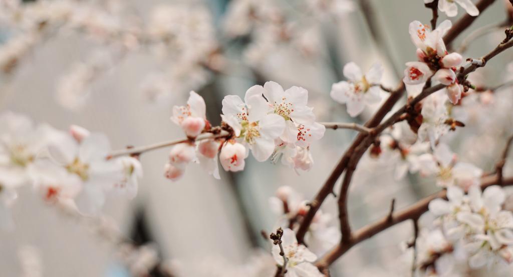 燕园风华特刊 | 春风又绿万利官网路，，，，，，，繁花始盛未名湖